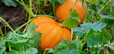 Orange Halloween Pumpkins
