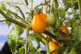 Tomato Pear drops