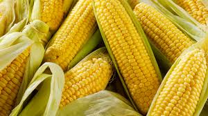 Junior Mighty Sweetcorn Box