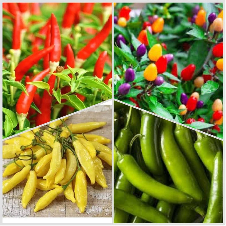 Chilli Hot Boxes