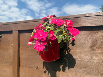 The Balcony Pot