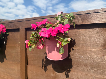 The Balcony Pot
