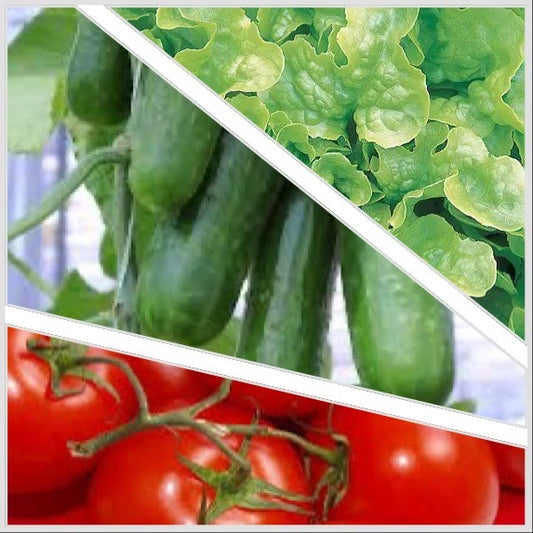 Classic Salad Box (Cucumber, Tomatoes & Lettuce)