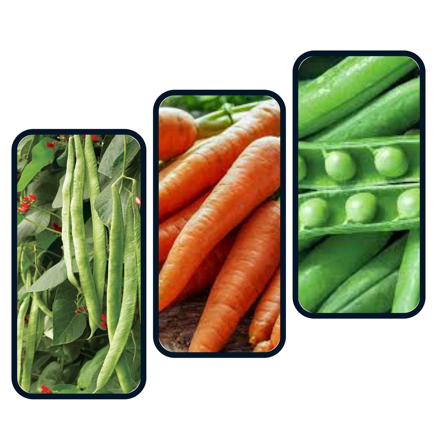 Classic Veg Box (Runner Beans, Peas & Carrots)