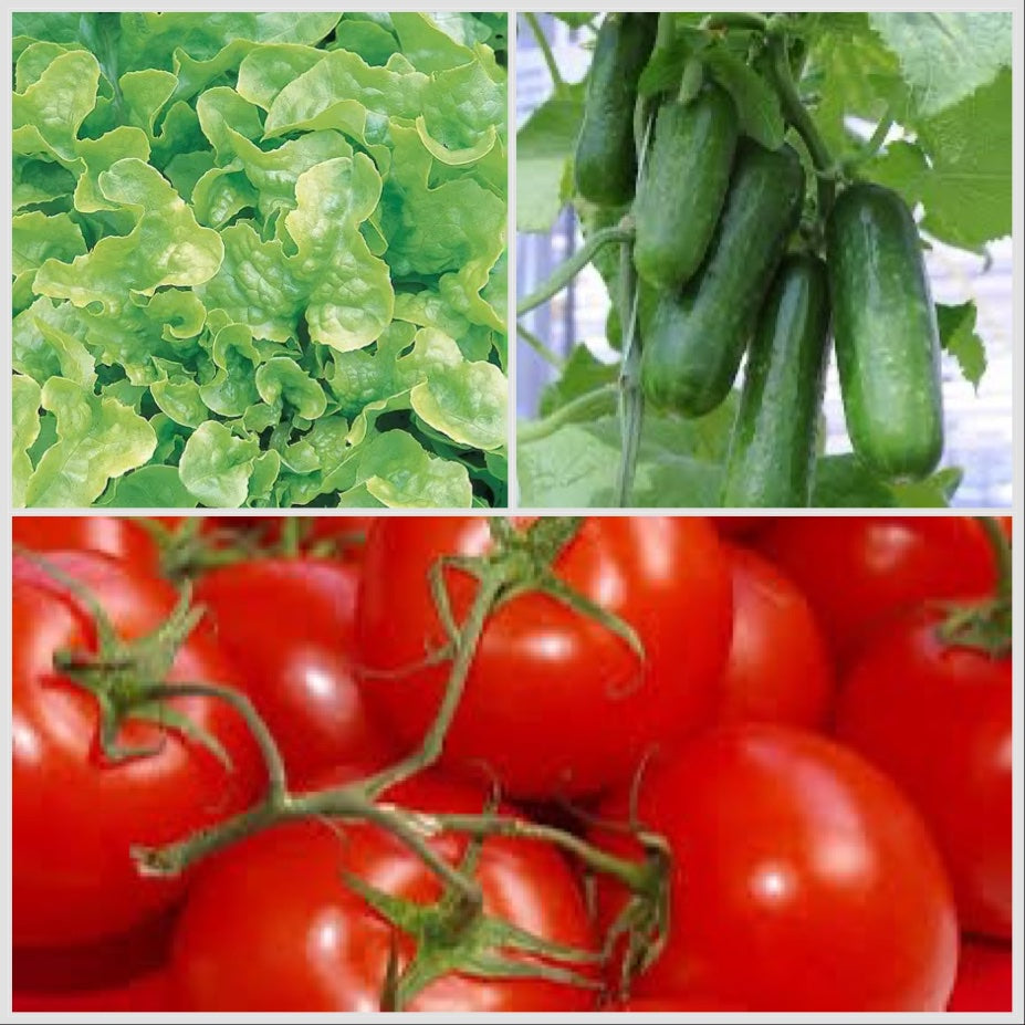Junior Classic Salad Grow Box (Tomato's, Cucumbers & Lettuce)