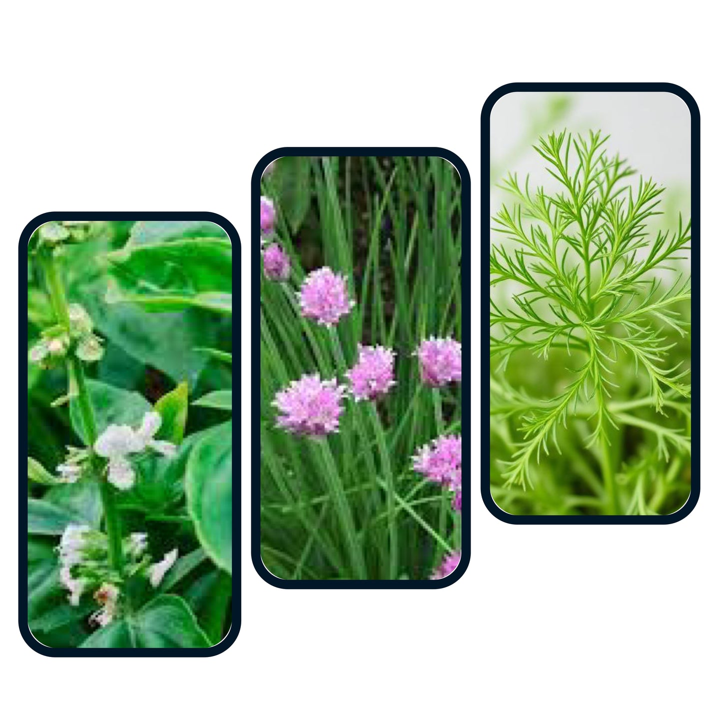 Hero Herb Box (Basil, Chive & Dill)