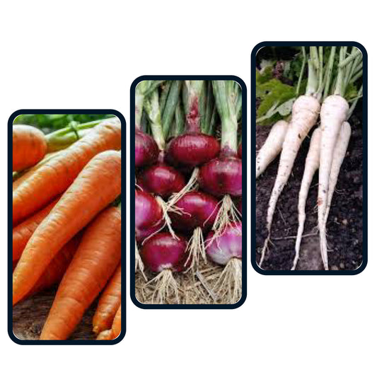 Veggie Root Box (Parsnips, Carrots & Onions)