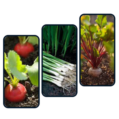 Salad Rootey Box (Spring Onions, Radish and Beetroot)