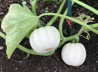 Ghost Pumpkins