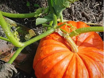 Orange Halloween Pumpkins