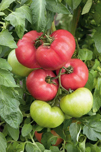 The Big Pink One (Tomato's)