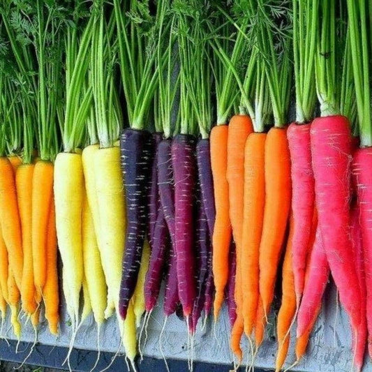 Crazy Carrot Box (Rainbow Carrots)