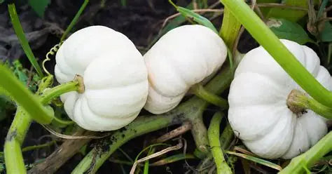Ghost Pumpkins