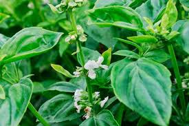 Hero Herb Box (Basil, Chive & Dill)