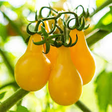 Tomato Pear drops
