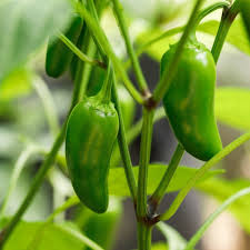 Jalapeno Chilli Box