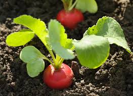 Salad Rootey Box (Spring Onions, Radish and Beetroot)