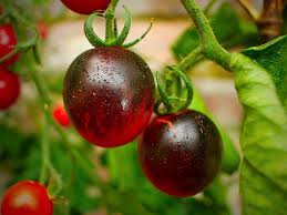 Black moon Tomato's