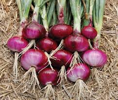 Veggie Root Box (Parsnips, Carrots & Onions)