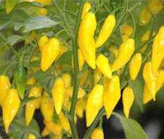 Lemon Drop Chilli Box