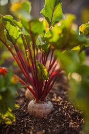 Junior Root Salad Box (Spring Onions, Radishes & Beetroot)
