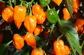 Orange Habanero Chilli Box