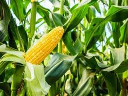 The Mighty Sweetcorn Box