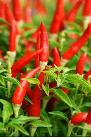 Peri-Peri Chilli Box
