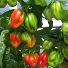 Scotch Bonnet Chilli Box