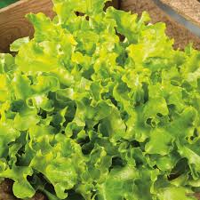 BBQ Salad Box