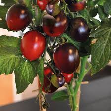 Black moon Tomato's
