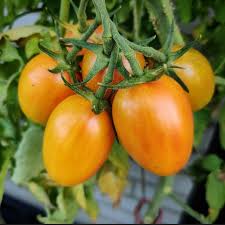 Artisan Blush Tiger tomatoes