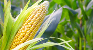 The Mighty Sweetcorn Box