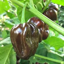 Chocolate Habanero