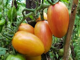 Artisan Blush Tiger tomatoes