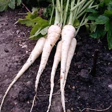 Veggie Root Box (Parsnips, Carrots & Onions)