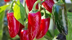 Jalapeno Chilli Box