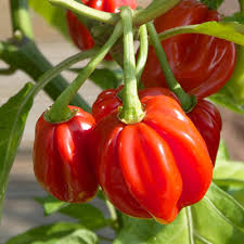 Scotch Bonnet Chilli Box